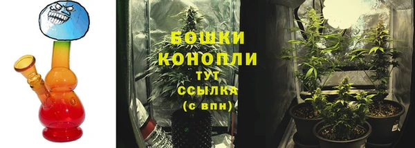 сатива Белокуриха