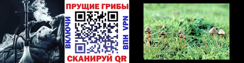 Галлюциногенные грибы Psilocybine cubensis Жуков